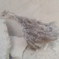 جوجه بوق 60روزه سرحال