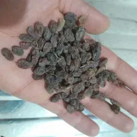 کشمش
