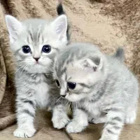 گربه بریتیش اسکاتیش