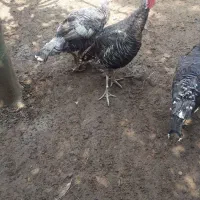 بوقلمون ماده