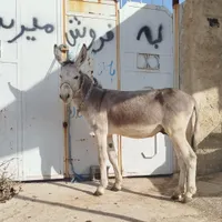 الاغ ماده جوان|حیوانات مزرعه|شیراز, سعیدیه جنوبی|دیوار