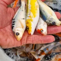 ماهی کوی|ماهی|سنگر, |دیوار