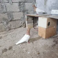 کله سیاه کله زرد