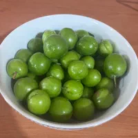 گوجه سبز