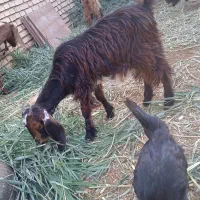 بزنجدی|حیوانات مزرعه|خرمشهر, |دیوار