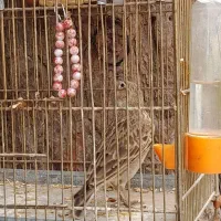 سهره خاکباز دهن دار جوجه امسال