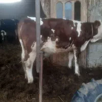 فروش تلیسه سیمینتال قرمز شرابی|حیوانات مزرعه|سیمین شهر, |دیوار