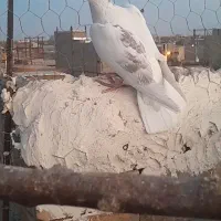 پلاکی خوشگل