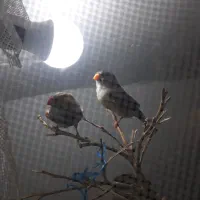 فنچ کینگ وزبرا