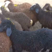 کاور پوشی