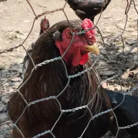 خروس برهما|حیوانات مزرعه|کلاردشت, |دیوار