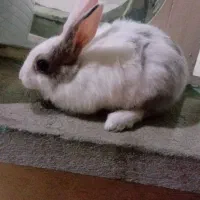 خرگوش نر