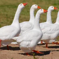 جوجه غاز و تخم نطفه دار غاز و خود غاز