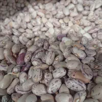 لوبیا چیتی نو درجه یک