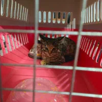 پیشی سه ماهه نیاز به محبت