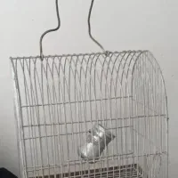 قفس خالی سهره