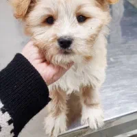 فروش توله سگ