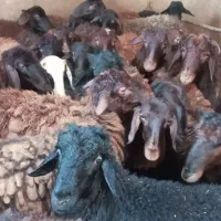 توخلونروماده  قصابی