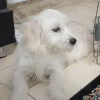 پامر اشپیتز