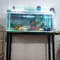 آکواریم 1متری بامیز