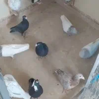 نر سر ابری گیردادم