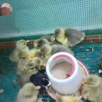 جوجه غاز دو روزه