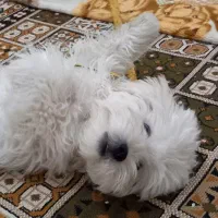 سگ نر