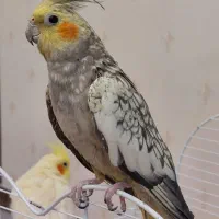 عروس هلندی نر