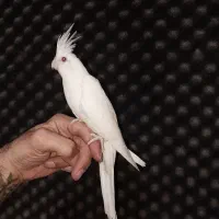 عروس هلندی دستی جوجه کوتوله نژاد قناری سهره طوطی|پرنده|مشهد, رضاشهر|دیوار