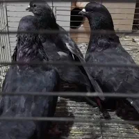 ده عدد کبوتر خوب فروشی