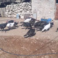 بوقلمون باقیمت مناسب|حیوانات مزرعه|بهبهان, |دیوار