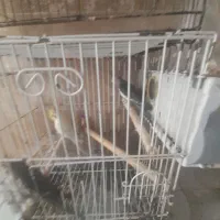 عروس هلندی ی جفت با جوجه که بزرگ شده