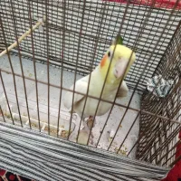 پرنده عروس هلندی