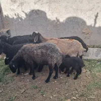 چهار عدد میش وبره