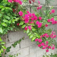 زمین-مسکونی-دویستو-پانزده-متر