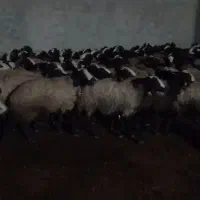 میش های بسیار درشت و وزن بالا و دوقلوزاء شال|حیوانات مزرعه|شال, |دیوار