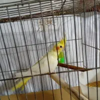 عروس هلندی|پرنده|تهران, اقدسیه|دیوار