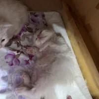 فروش گربه پرشین برفی|گربه|تهران, حر|دیوار