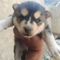 هاسکی با توله|سگ|اراک, |دیوار