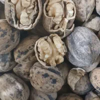 گردوی درجه ی یک ملایر