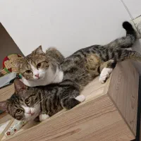 واگذاری رایگان