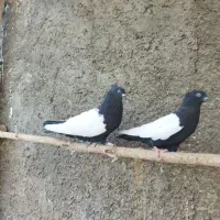 کفتر سینه سیاه،سینه ای|پرنده|خمینیشهر, |دیوار