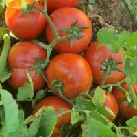 رب خانگی|خوردنی و آشامیدنی|مشهد, فردوسی|دیوار