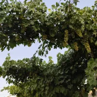 باغ-600متر-سمت-زیار