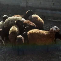 ۶ راس نر بره|حیوانات مزرعه|خان ببین, |دیوار