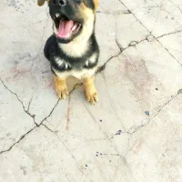 فروش توله ژرمن 2.5ماهه|سگ|برخوار, |دیوار