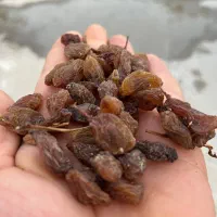 کشمش و مویز