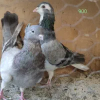 کبوتر پرشی و مایه|پرنده|تهران, شکیبا|دیوار