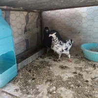 کبوتر شهری گلدار|پرنده|مرودشت, رامجرد یک|دیوار