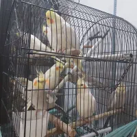 عروس هلندی  ناز و دلبر